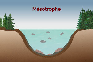 Mésotrophe