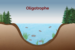 Oligotrophe