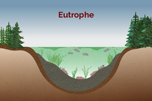 Eutrophe