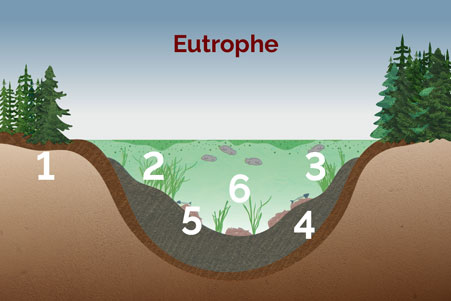 Image du processus d’eutrophisation d’un plan d’eau